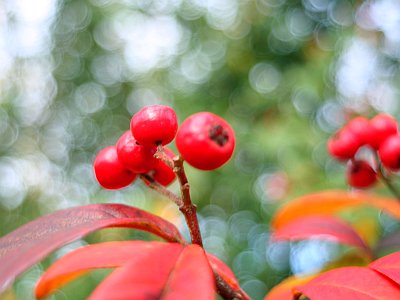 Bokeh mit Flektogon 4/20